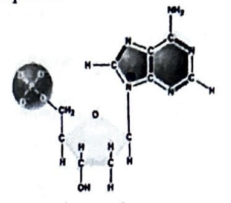 <p>In a double stranded DNA molecule, this nucleotide would be paired with a:</p>