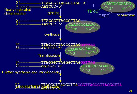<p>-maintained in germline &amp; embryonic cells by the action of telomerase- it adds copie of the telomere repeat sequence to 3’ overhangs of newly replicated chromosomes</p><p>-telomerase absent from normal differentiated somatic cells but is in low levels in adults stem cells</p>