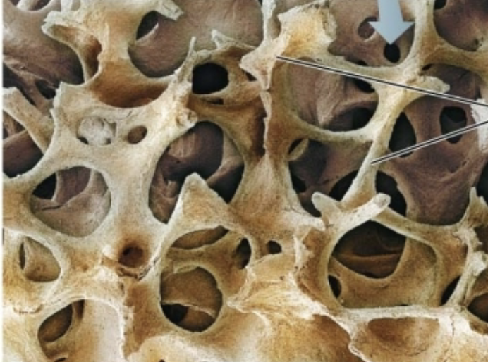 <p>Spongy Bone</p>