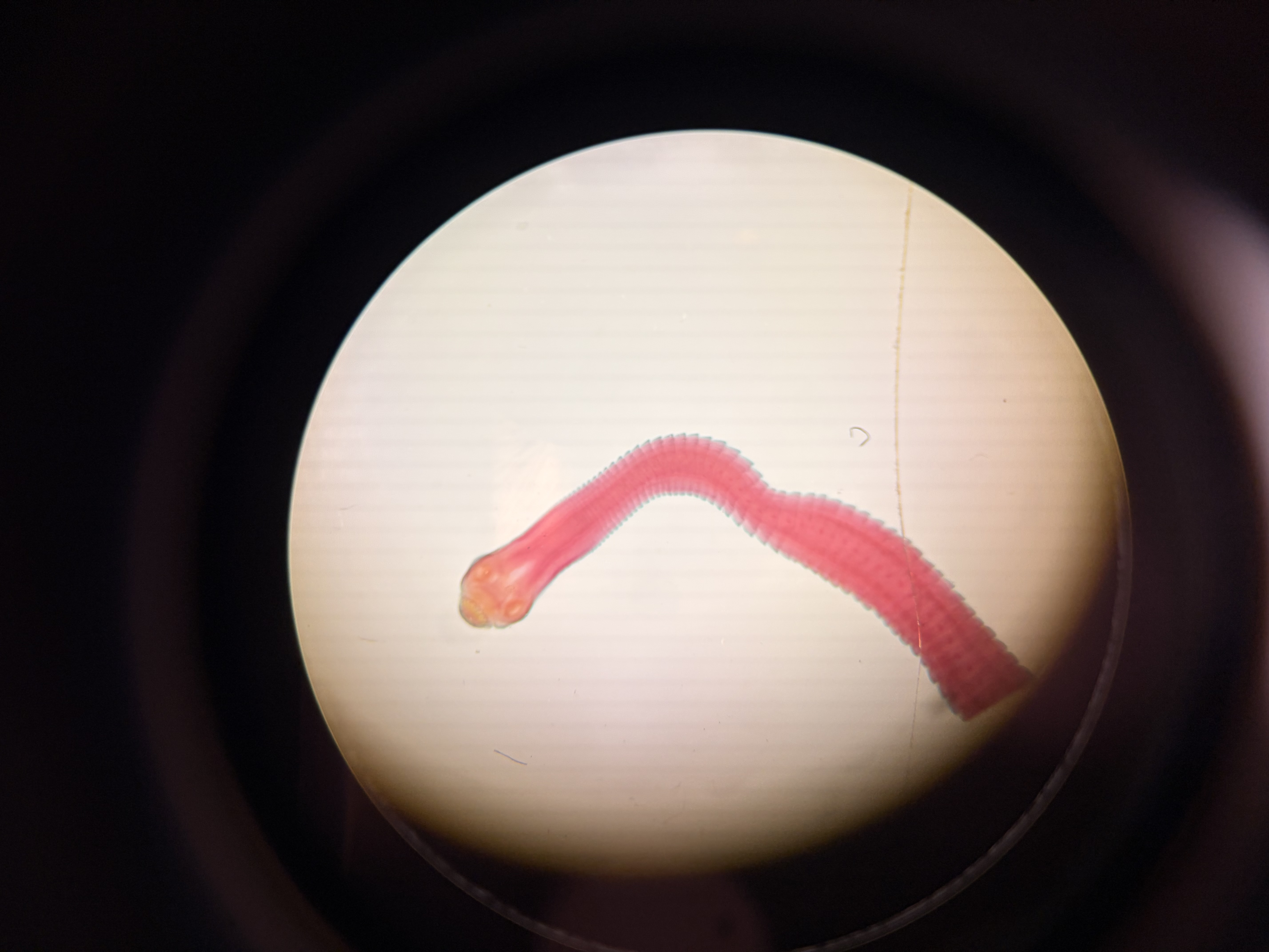 <p>What phylum and class does this organism belong to?</p>