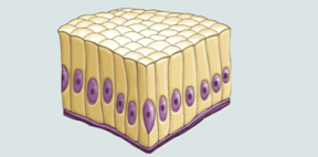 <p>Single layer of tall elongated cells (often with microvilli or cilia) involved in absorption, secretion, and mucus propulsion when ciliated. Found in digestive tract, smaller airways in lungs, uterus</p>