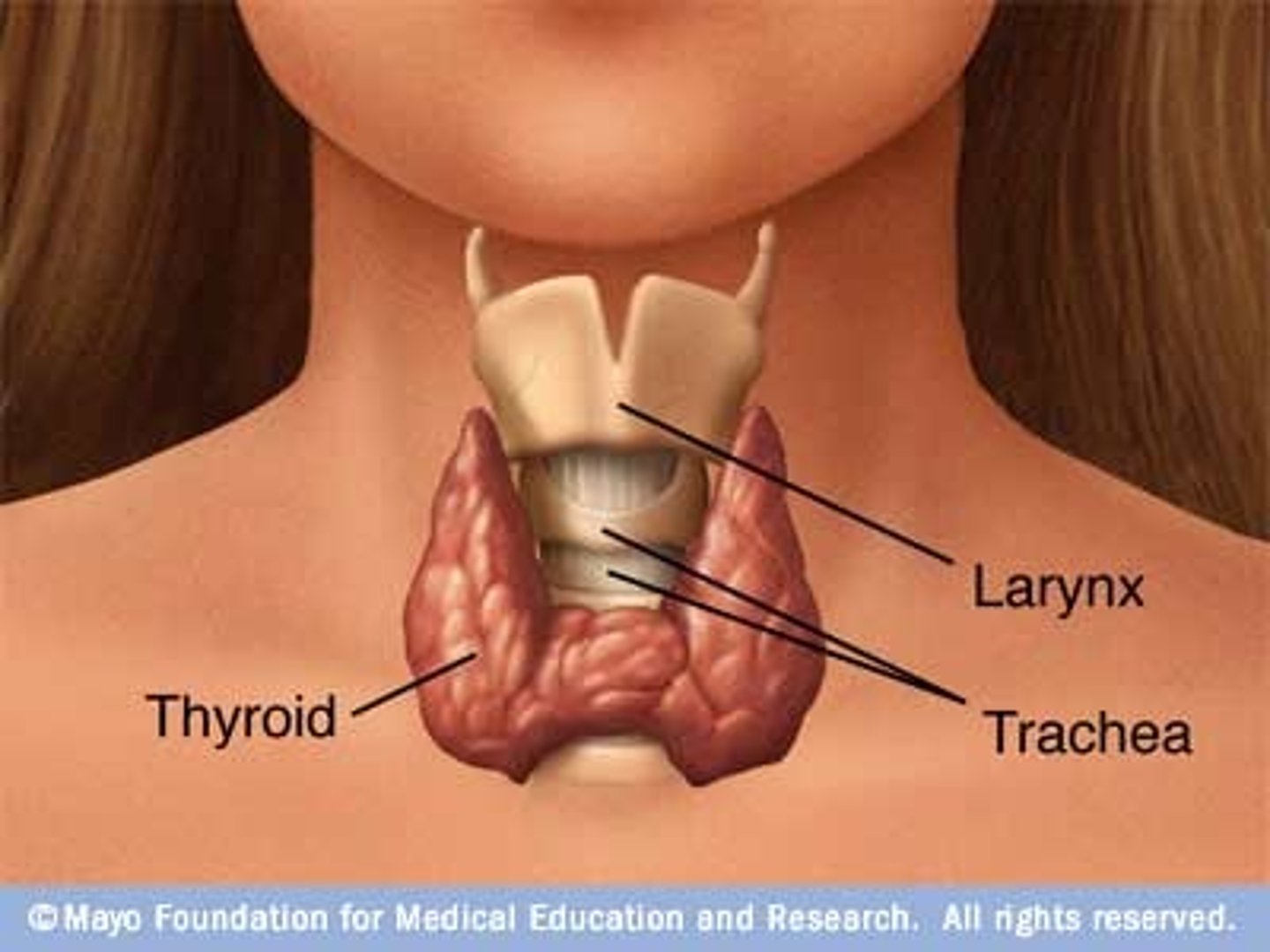 <p>A two-lobed endocrine gland on either side of the trachea. (Butterfly shape) produces hormones that regulate metabolism, body heat, and bone growth</p><p>It is the only gland to store its hormone before releasing it into the bloodstream.</p><p>NB! IODINE (I) is essential for the synthesis of Thyroxine as it cannot be metabolised without the binding.</p>