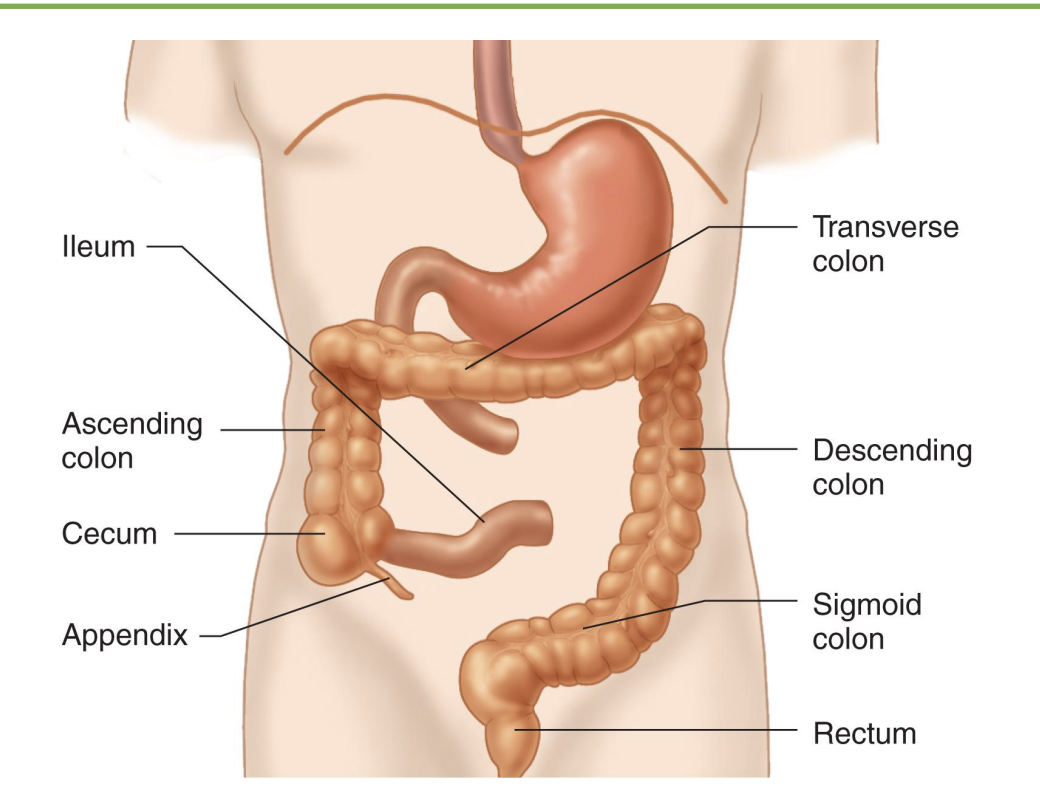 <p>-ascending, transverse, descending, sigmoid: absorb</p><p>-rectum: store fecal</p>