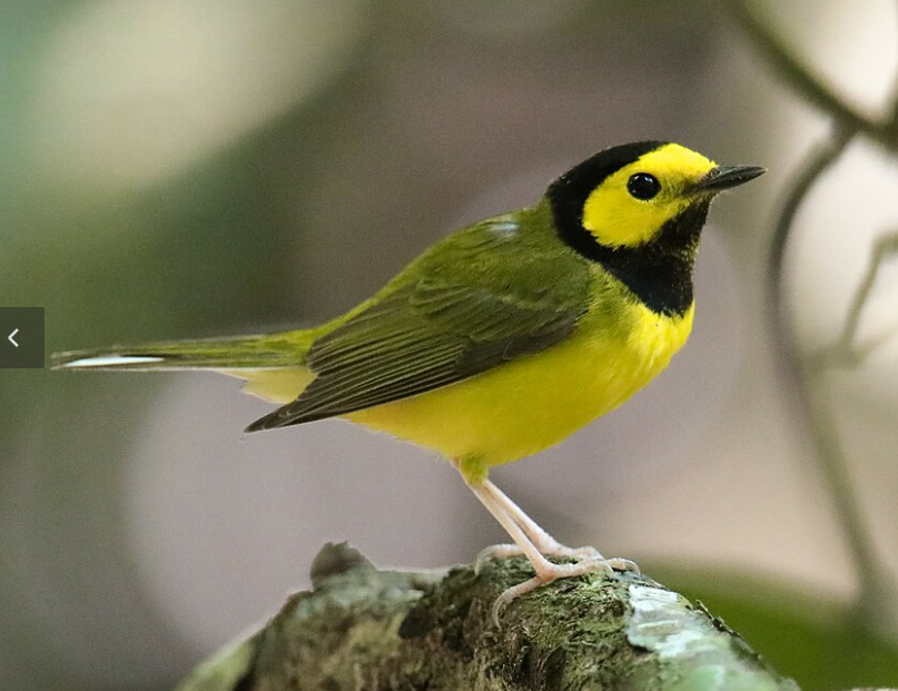 <p>Hooded Warbler</p>