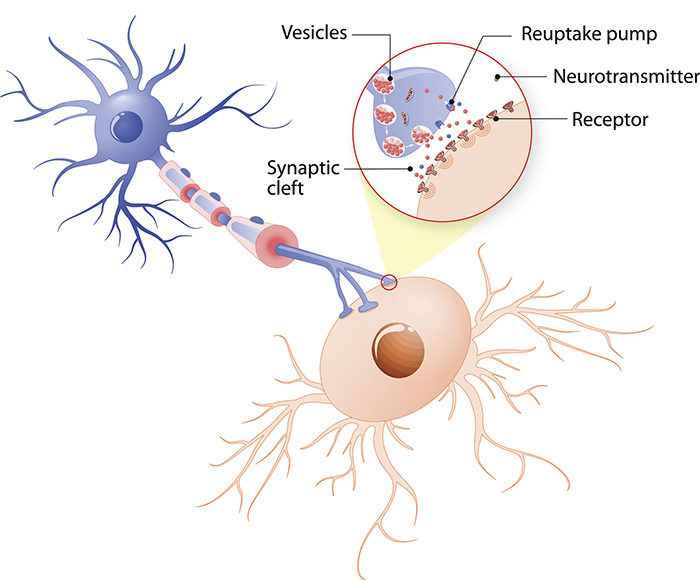 <p>____ stimulates the fusion of</p><p>synaptic vesicles filled with neurotransmitter to the plasma membrane, leading to</p><p>exocytosis of the neurotransmitter</p>