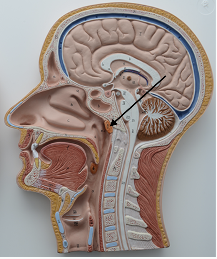 <p><span>Identify the structure at the arrow tip.</span></p>