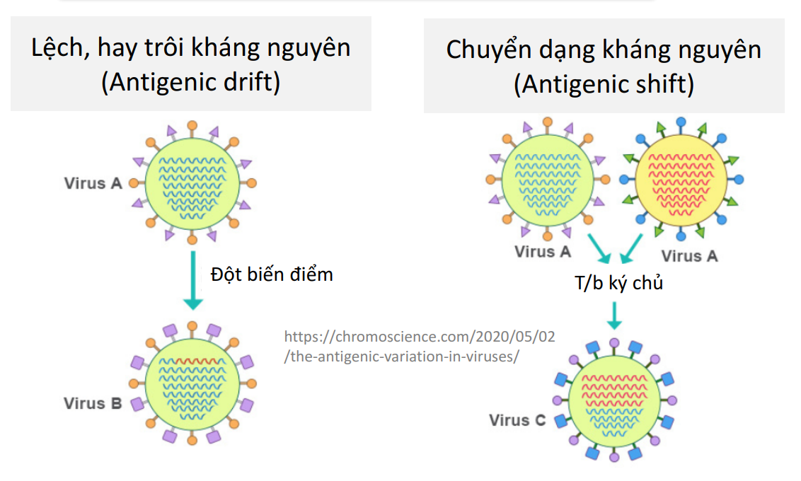 <p>-Lệch, trôi KN(antigenetic-drift)→đột biến trên gene làm thay đổi cấu trúc KN</p><p>-Chuyển dạng KN(antigenetic-shift)→tái tổ hợp gene làm thay đổi cấu trúc KN</p><p>→Kháng thể cũ của KC không nhận diện được</p>
