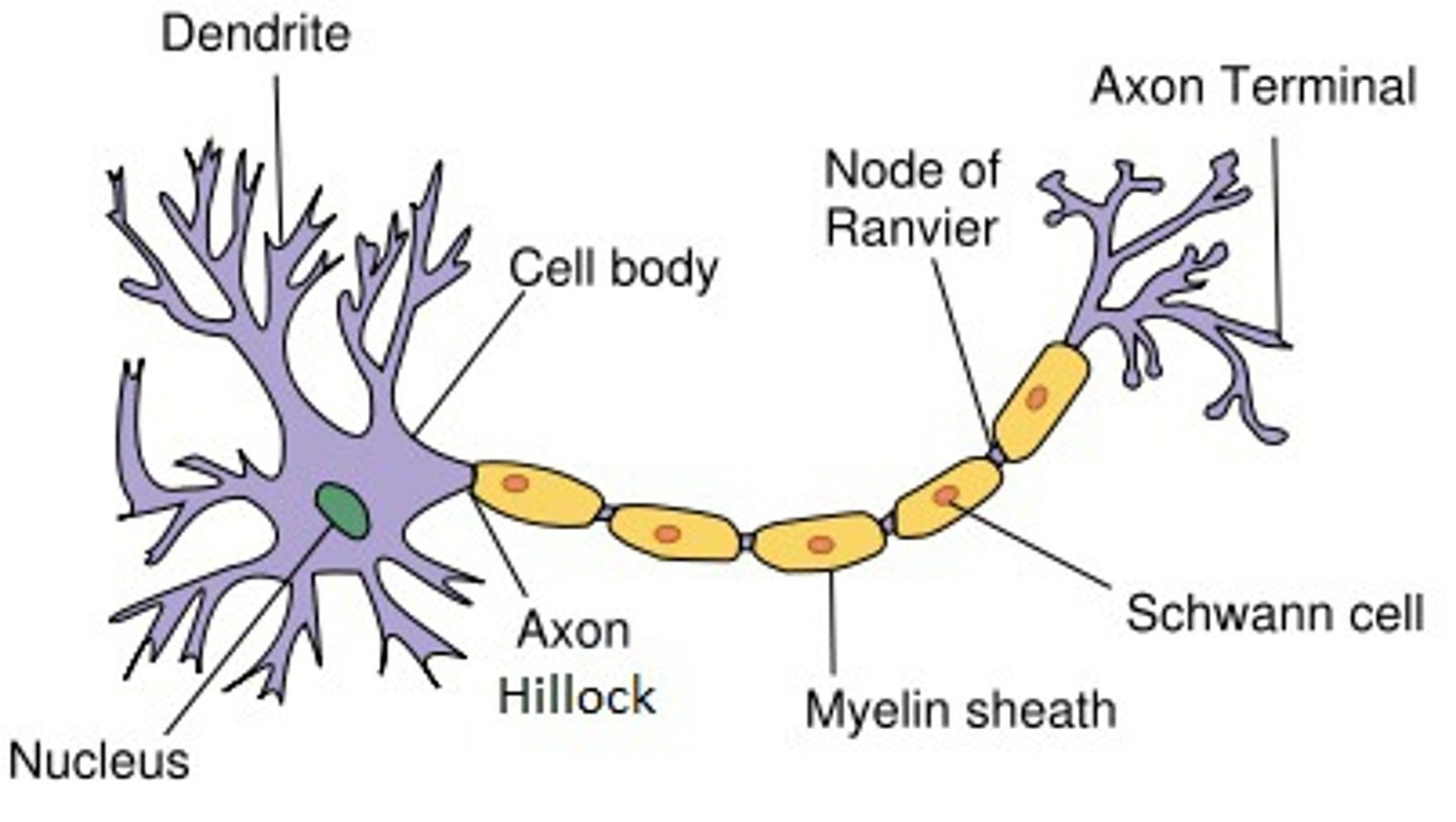 <p>End of neuron that releases neurotransmitter.</p>