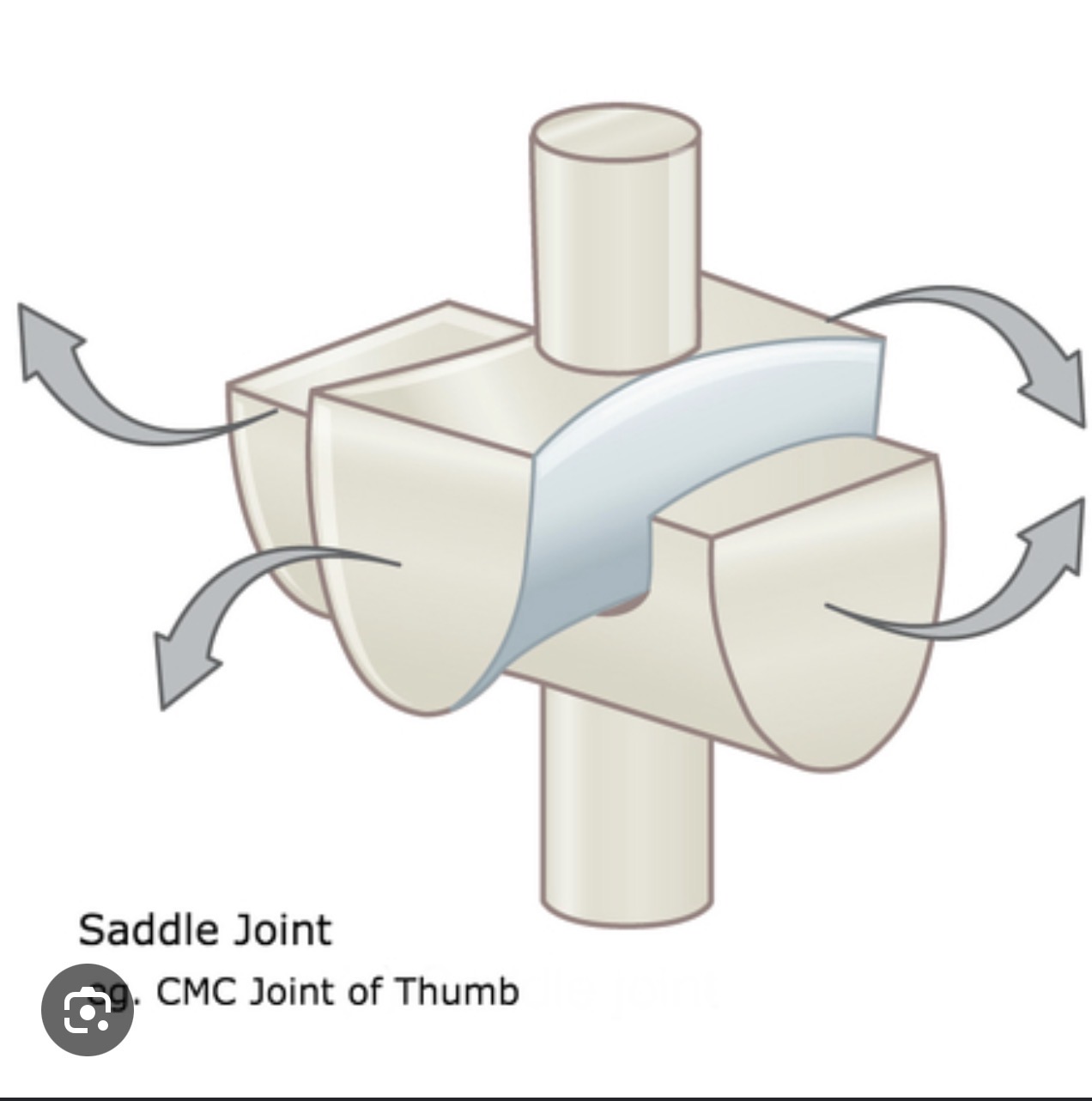 <p>Saddle joint </p>