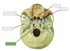 <p>Inferior view: this is the</p>