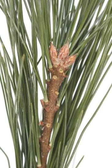 <p>Leaf - acicular, 5 needles per fascicle, 2 ½ - 5” long, slender and flexible, persist 2-3 years Cones - Long-stalked, 3-8” long, pendent, narrowly oblong-conic, umbo terminal unarmed</p>