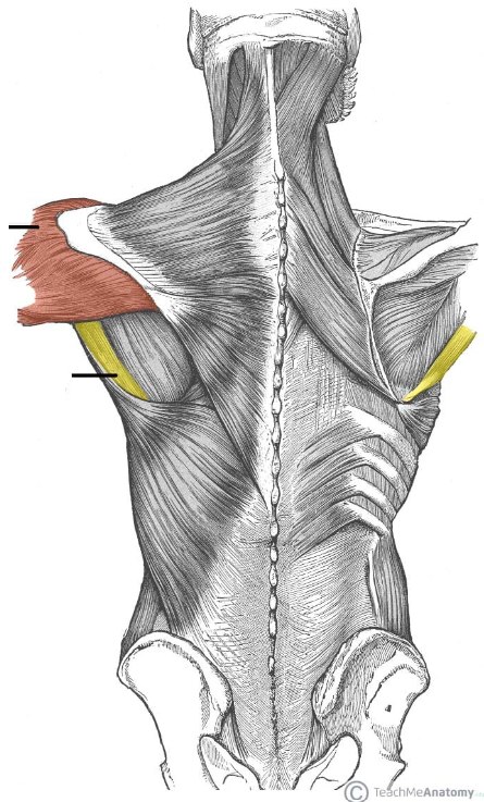 <p>ID muscle and innervation (yellow)</p>