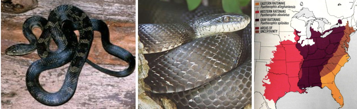 <ul><li><p><span style="background-color: transparent;"><strong>Habitat:</strong> </span><span>generalist but most common in forested areas, spends large amounts of time in trees (tree-dwelling)</span></p></li><li><p><span style="background-color: transparent;"><strong>Diet:</strong> </span><span>small mammals (mice, voles, chipmunks, etc.) occasional birds</span></p></li><li><p><span style="background-color: transparent;"><strong>Characteristics:</strong> medium to large, </span><span>mostly solid dark gray/black</span><span style="background-color: transparent;">, may see some faint pattern, </span><span>white chin/throat</span></p></li></ul><p></p>