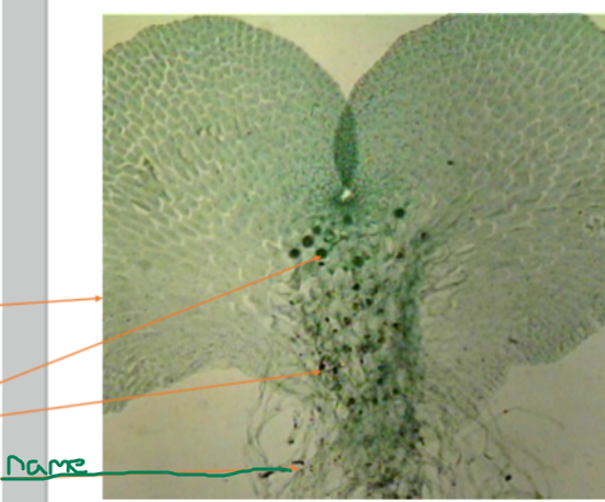 <ol><li><p>Name the part</p></li></ol><p>Hint root-like </p>