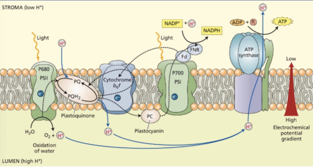 <p>PSII → PQ → Cytochrome → PC → PSI</p><p>H-ATPase </p>