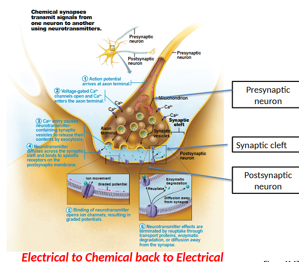 <p>Space between the presynaptic and postsynaptic neuron where neurotransmitters diffuse</p>