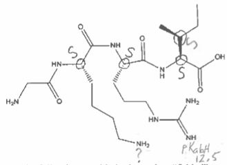 <p>Glycyllysylarginylisoleucine; Gly-Lys-Arg-Ile; GKRI. Gly achiral; Lys S, Arg S, Ile 2S,3S. Earlier Lys side-chain pKabH would be lower than free Lys (~10.4) due to positive-charge repulsion.</p>