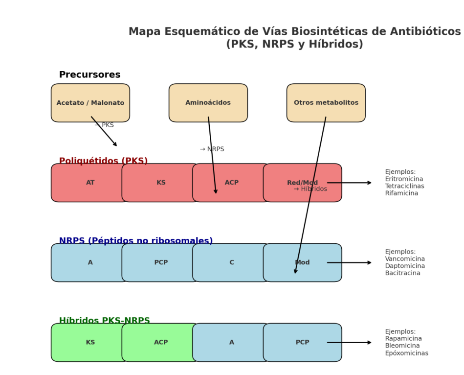 <p> Construida a partir de bloques de construcción derivados de acetato</p>