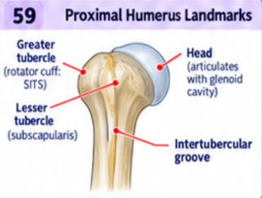 <p>The head articulates with the glenoid cavity. The anatomical neck borders the head; the surgical neck lies below the tubercles. Supraspinatus, infraspinatus, and teres minor insert on the greater tubercle; subscapularis inserts on the lesser tubercle.</p>