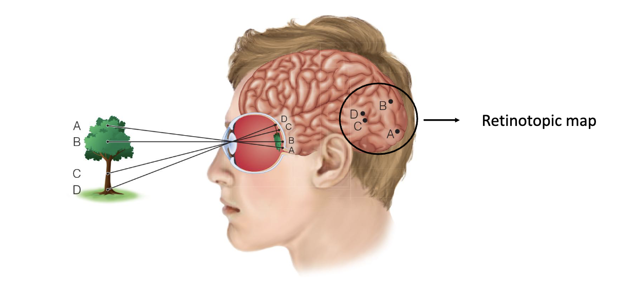 term image