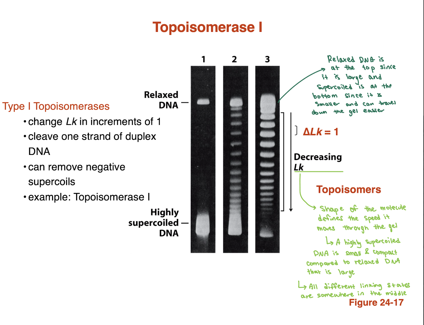 <ul><li><p><strong>Highly supercoiled DNA</strong> → more <strong>compact</strong> → travels <strong>faster (lower on gel)</strong></p></li><li><p><strong>Relaxed DNA</strong> → more <strong>open/large</strong> → travels <strong>slower (higher on gel)</strong></p></li><li><p>Different bands = <strong>topoisomers</strong> (different Lk values)</p></li><li><p>Topoisomerase I produces a ladder with <strong>ΔLk = 1 between bands</strong></p></li></ul><p><span data-name="point_right" data-type="emoji">👉</span> <strong>Key idea:</strong> Shape (compact vs relaxed), not length, determines migration speed</p>