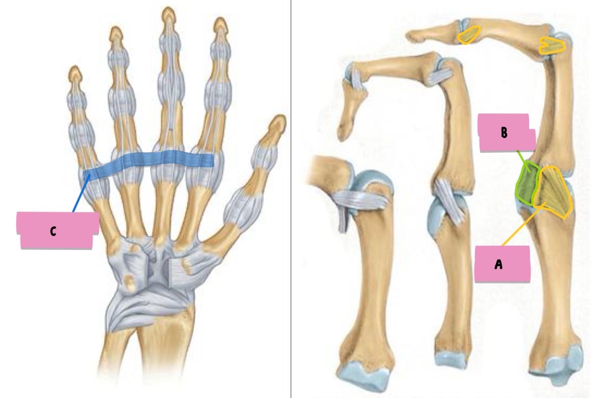 <p><strong>label</strong> the <strong>features</strong> (finger ligaments)</p>