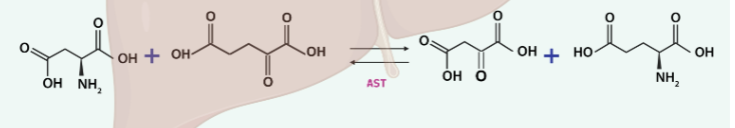 <p>-converts aspatate and a-KG to aspartate and glutamate</p><p></p>