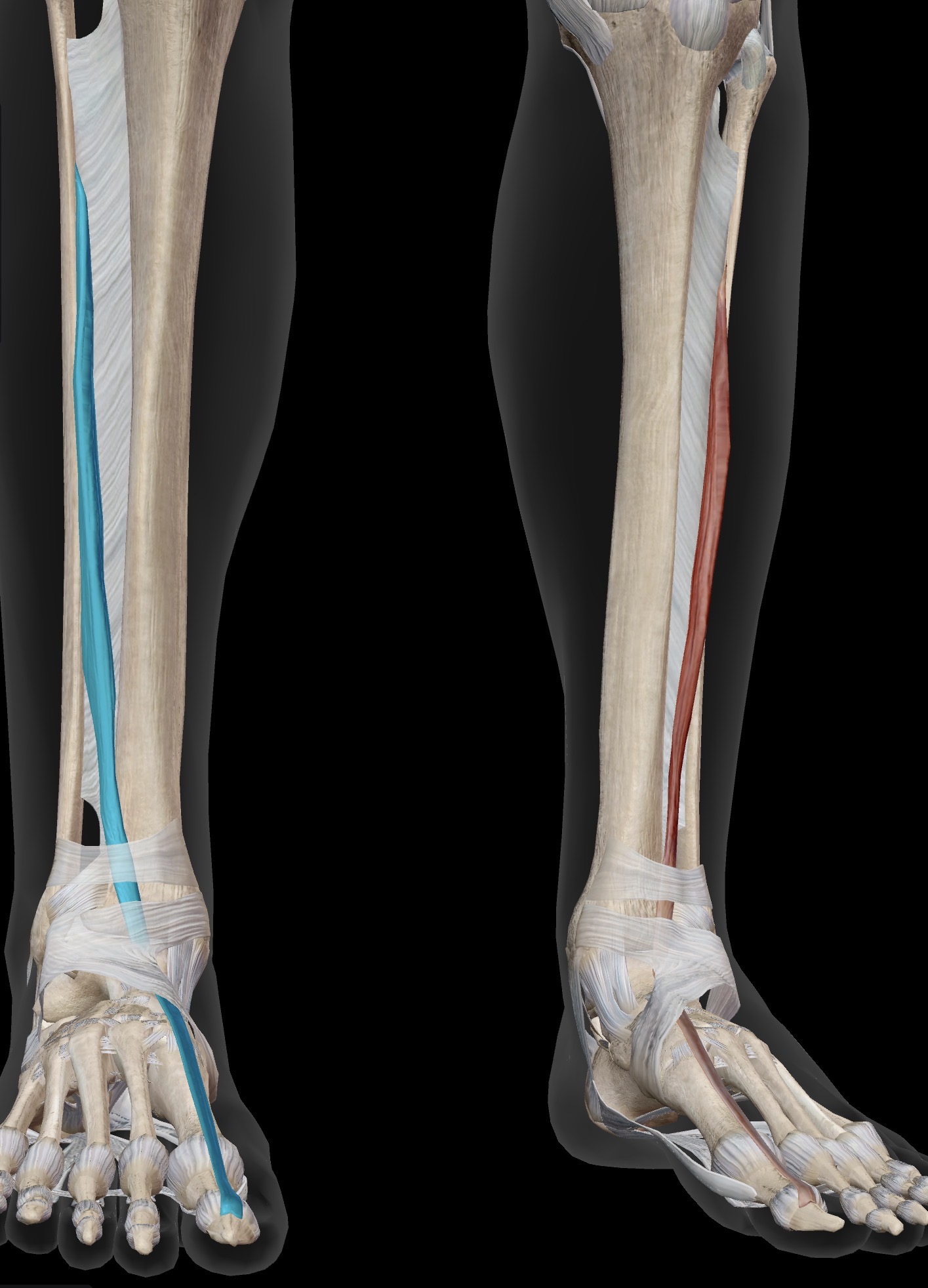 <p>Extensor hallucis longus</p><p>O: Anterior fibula</p><p>I: Dorsal surface of distal phalanx of great (1st) toe</p><p>A: Prime mover of extension of the great toe. Synergistic of dorsiflexion of talocrural joint/ankle</p><p>IN: Deep peroneal (deep fibular) nerve</p>