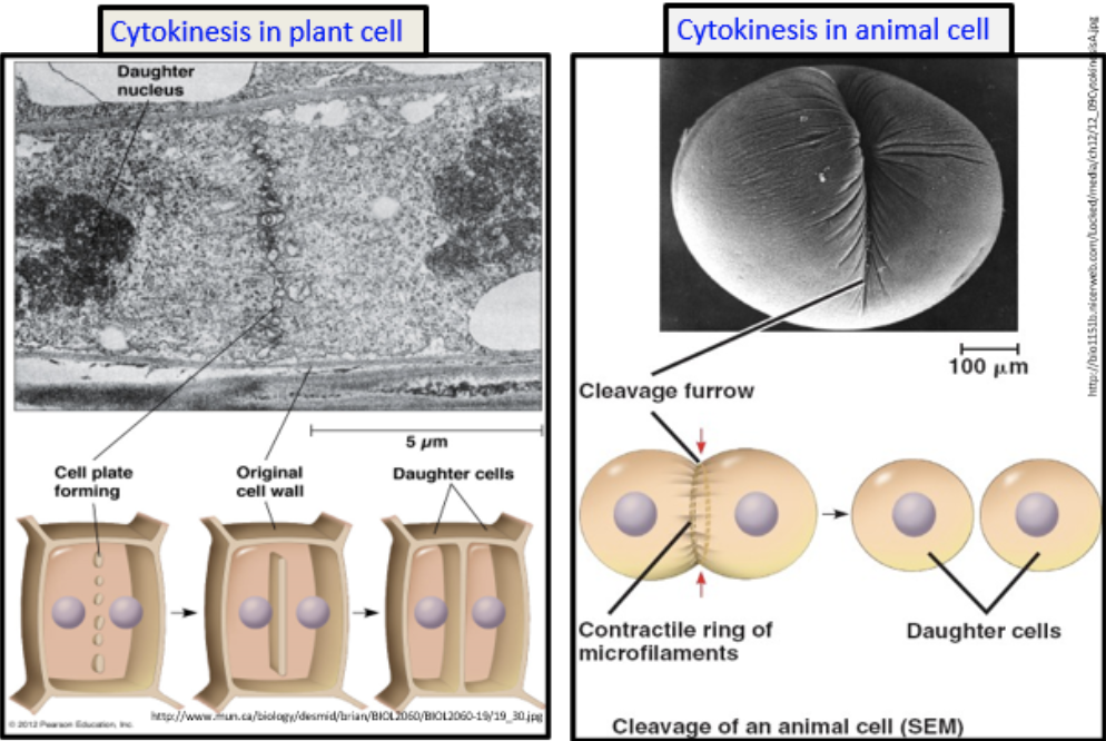 <p>division of cytoplasm which occurs to separate a daughter cell from its parent cell</p>