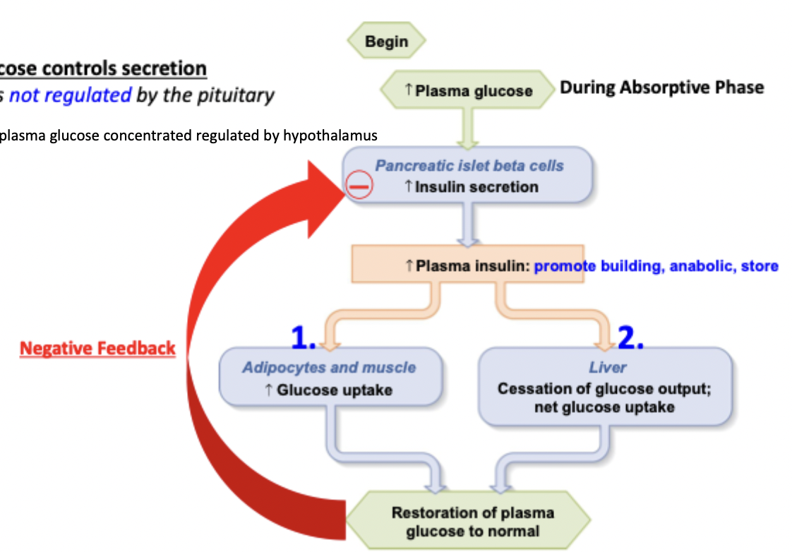 <p>Increased plasma glucose in absorptive phase → more insulin → more glucose uptake and stopping of glucose output → restoration of plasma glucose to normal</p>