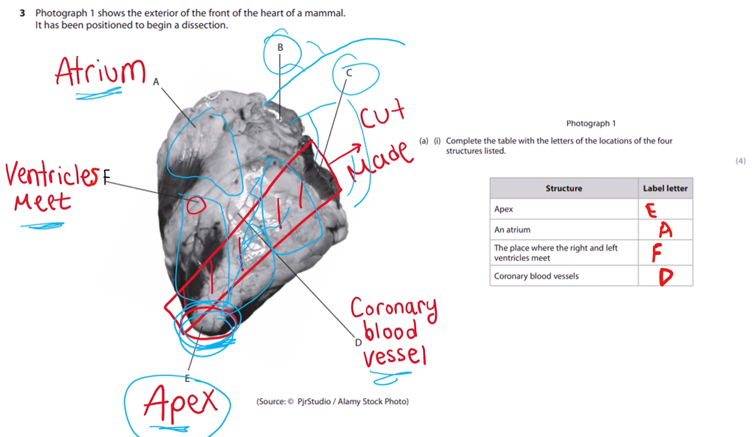 <p><span>NOTE: the </span><strong>apex of the heart is at the bottom</strong></p>