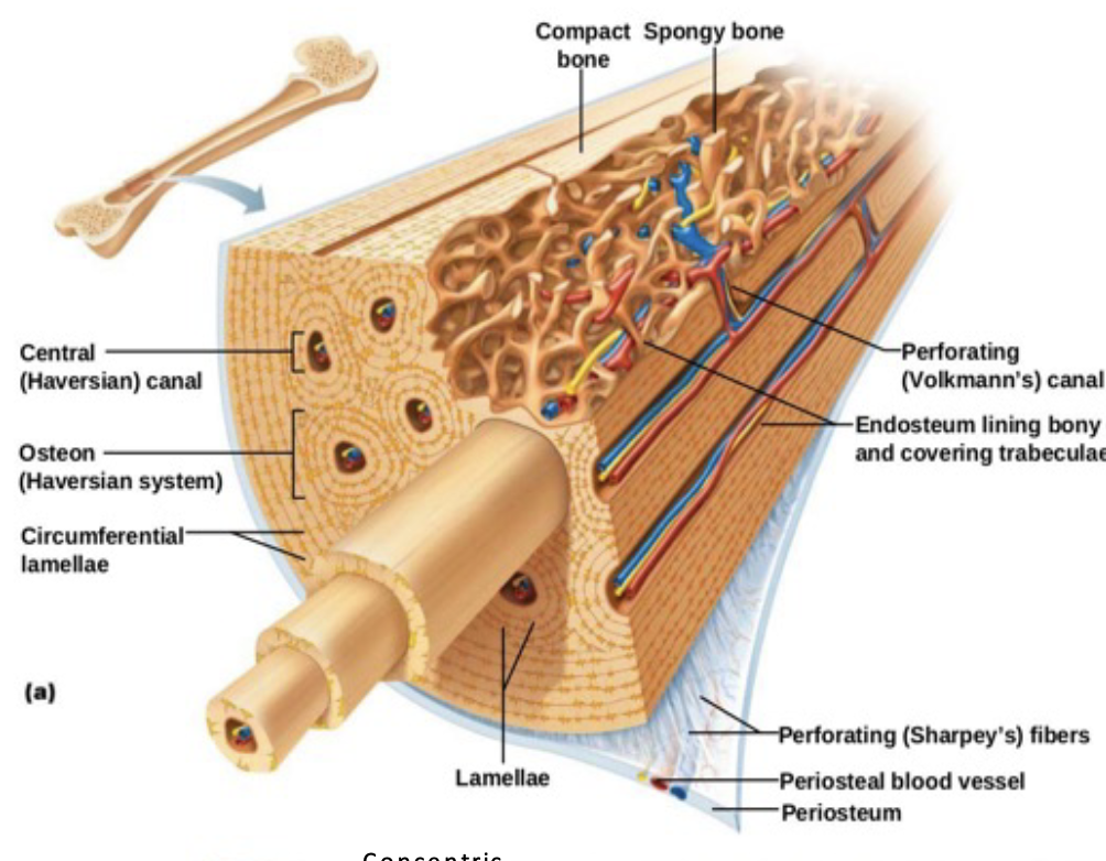 <ol start="3"><li><p>Be able to draw an osteon and label all components. Haversian canals (artery, vein, nerve), osteocytes, canaliculi, lamellae, lacunae</p></li></ol><p></p>