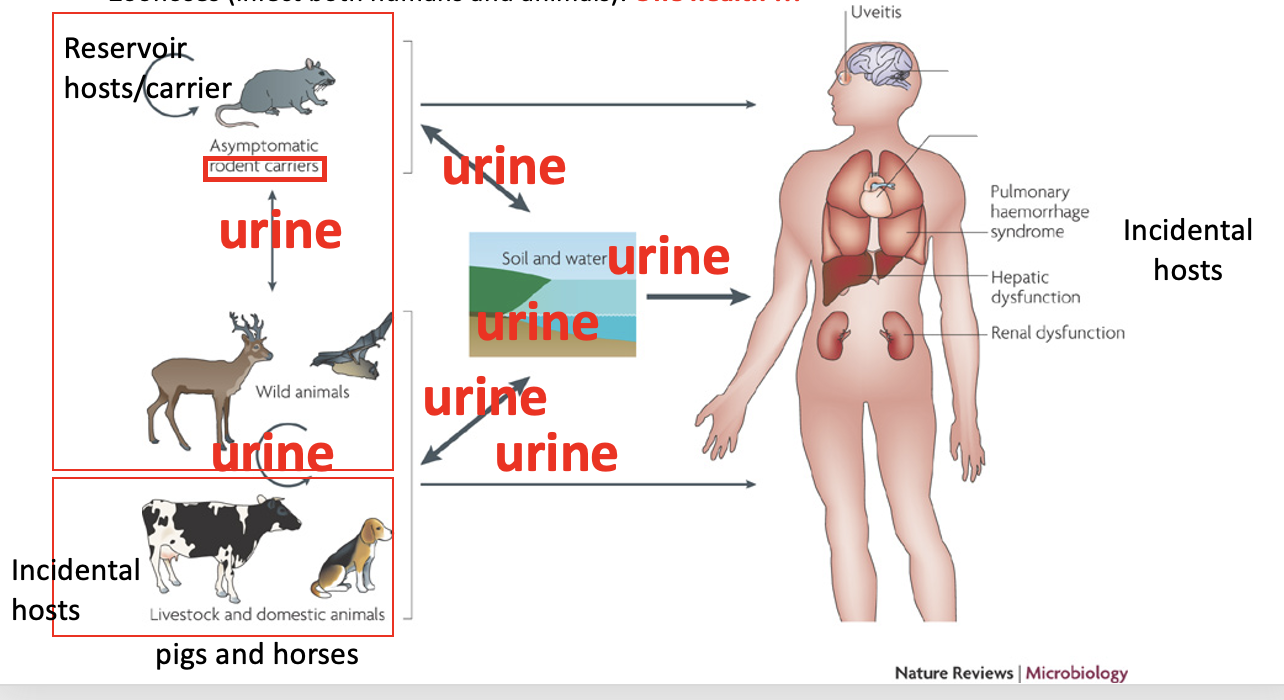 <p><em>Leptospira</em> infection cycle:</p><p>-Leptospira comprise many genospecies (genetically defined), with many serovars with some “host-association.” <strong>Rodent </strong>is the reservoir hosts.</p><p>-Water-borne (transmitted via infected <strong>urine</strong>)</p><p>-Zoonoses (infect both humans and animals): <strong>One health !!!</strong></p>