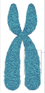 <p>chromatin + folding proteins</p>