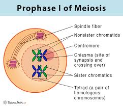 <p>Prophase 1</p>