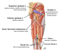 <p>SUPERIOR GLUTEAL NERVE </p><p>NOTE = PIRIFORMIS IS THE SX LANDMARK FOR GLUTEAL REGION</p>