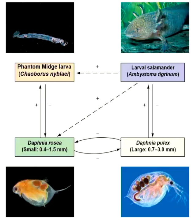 <p>When salamander was removed from a pond, <em>Daphnia pulex</em> out-competed <em>Daphnia rosea</em> so it went extinct, and the Phantom Midge larva now had nothing to eat and also went extinct. Beneficial to midge, neutral to salamander</p>
