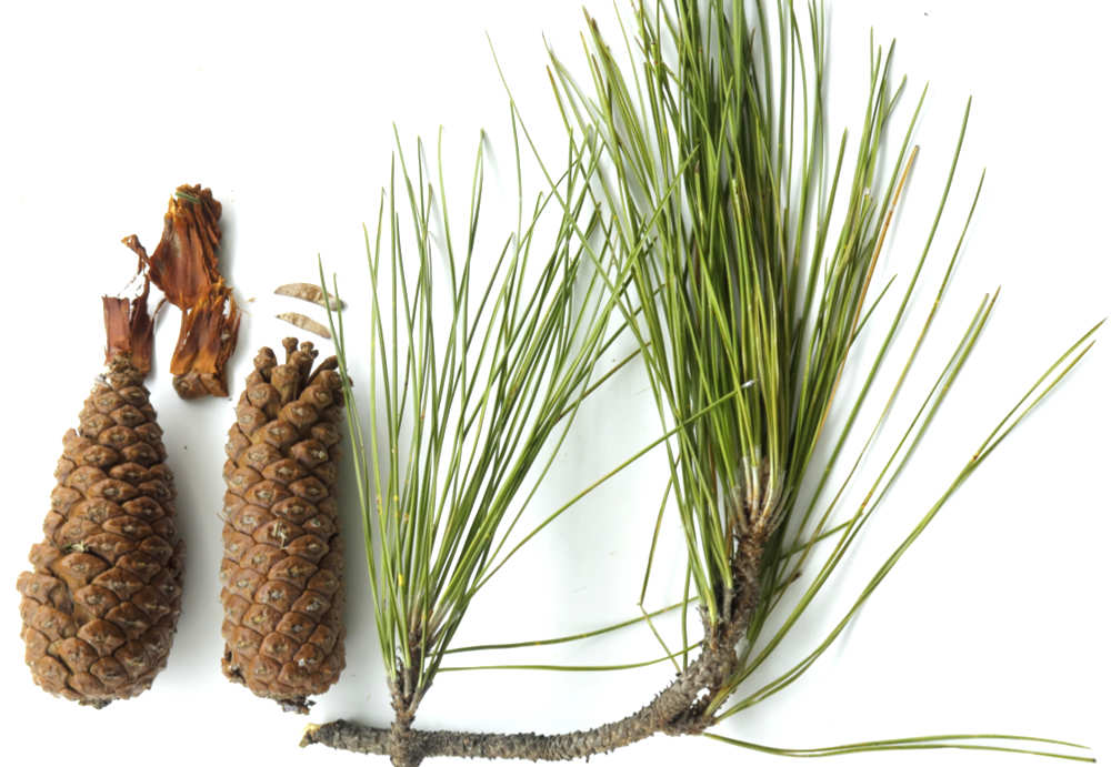 <ul><li><p>needle like leaves in fascicles on short shoots</p></li><li><p>also with bract like leaves, sheathing bundles</p></li><li><p>seed cone bract fused to scale</p></li></ul><p></p>