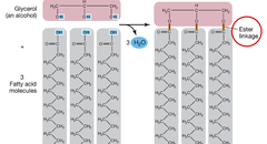 <p>triglyceride is composed of a ________ and three _____ ____ ______.</p>