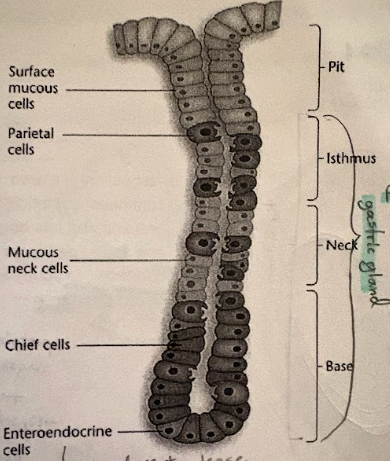 <p>combo of secretions from each of these cells</p>