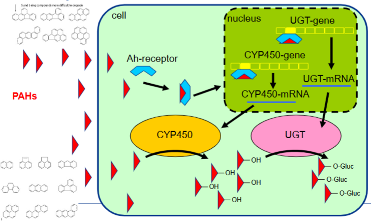 <p>1. Binnenkomst en het alarm (Ah-receptor)</p><ul><li><p>De <strong>PAK's</strong> (weergegeven als de rode driehoekjes links) dringen de cel binnen. Omdat ze lipofiel (vetoplosbaar) zijn, passeren ze gemakkelijk het celmembraan.</p></li><li><p>In het cytoplasma (het groen gemarkeerde deel van de cel) binden de PAK's aan een specifieke receptor: de <strong>Ah-receptor</strong> (Arylhydrocarbon-receptor, het blauwe boogje).</p></li></ul><p>2. Activatie in de celkern (Geninductie)</p><ul><li><p>Zodra de PAK aan de Ah-receptor bindt, verandert de vorm van de receptor en reist dit complex samen naar de <strong>celkern</strong> (<em>nucleus</em>, het gestreepte vak).</p></li><li><p>In de celkern werkt dit complex als een <em>transcriptiefactor</em>. Het bindt aan het DNA op specifieke plekken (de gele blokjes) vlak voor het <strong>CYP450-gen</strong> en het <strong>UGT-gen</strong>.</p></li><li><p>Dit zet de genen 'aan' (<strong>inductie</strong>), waardoor er een blauwdruk wordt gemaakt: <strong>CYP450-mRNA</strong> en <strong>UGT-mRNA</strong>.</p></li></ul><p>3. Productie van de afbraakenzymen</p><ul><li><p>Het mRNA verlaat de celkern weer. In het cytoplasma wordt dit mRNA vertaald naar functionele eiwitten. Dit zorgt voor een enorme boost in de productie van twee soorten enzymen:</p><ul><li><p><strong>CYP450</strong> (Cytochroom P450; de oranje ovaal) $\rightarrow$ <em>Fase I enzym</em></p></li><li><p><strong>UGT</strong> (UDP-glucuronosyltransferase; de roze ovaal) $\rightarrow$ <em>Fase II enzym</em></p></li></ul></li></ul><div data-type="horizontalRule"><hr></div><p>4. De Biotransformatie (Onderkant van de dia)</p><p>Nu de cel vol zit met deze enzymen, kan de daadwerkelijke afbraak van de overige vrije PAK's beginnen. Dit verloopt via de klassieke twee fasen:</p><ul><li><p><strong>Fase I (via CYP450):</strong> Het CYP450-enzym pakt een PAK-molecuul en plakt er een hydroxylgroep (<code>-OH</code>) aan vast. Dit heet <em>functionalizatie</em>. Het molecuul wordt hierdoor al iets minder vetoplosbaar.</p><ul><li><p><em>Toxicologische kanttekening:</em> Hoewel het doel afbraak is, kan deze Fase I-stap er soms juist voor zorgen dat er een zeer reactief tussenproduct (epoxide) ontstaat dat schadelijk is voor het DNA (bioactivatie).</p></li></ul></li><li><p><strong>Fase II (via UGT):</strong> Om het molecuul écht onschadelijk en uitscheidbaar te maken, neemt het UGT-enzym het over. UGT koppelt een suikermolecuul (glucuronzuur, weergegeven als <code>-O-Gluc</code>) aan de <code>-OH</code> groep. Dit proces heet <em>conjugatie</em>.</p></li></ul><p>Het eindresultaat</p><p>Door de koppeling met glucuronzuur (<code>-O-Gluc</code>) is de oorspronkelijk vetoplosbare, gevaarlijke PAK veranderd in een <strong>extreem wateroplosbare (hydrofiele) stof</strong>. Hierdoor kan de stof niet meer zomaar cellen binnendringen en kan het lichaam de stof via de urine of de gal/ontlasting veilig uitscheiden.</p><p></p>