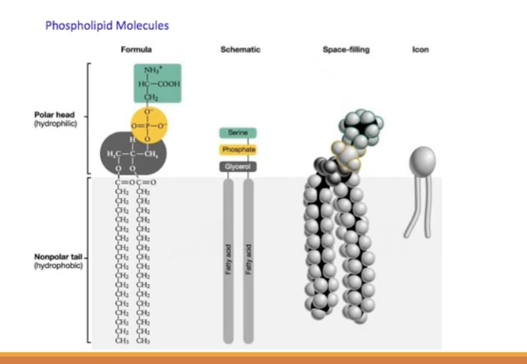 <ul><li><p>Fluid-Mosaic Model (1972)</p></li><li><p>Polar, nonpolar</p></li><li><p>glycerol-phosphate, fatty acid tails.</p></li></ul><p></p>