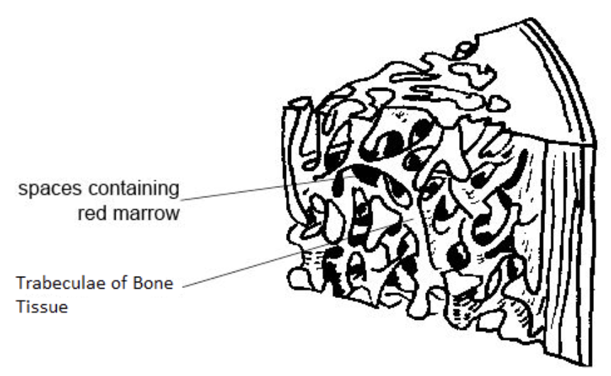 <p>Define Trabeculae</p>