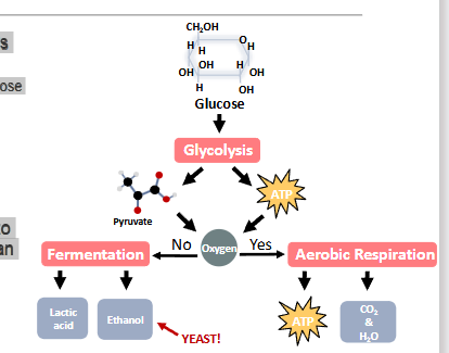 <p><span>During cellular respiration, a glucose molecule is<br>gradually broken down into CO2 & H2O<br>• ATP is produced during the reactions that transform glucose</span></p><p><span> 4 stages of Cellular Respiration:<br>• Glycolysis<br>• Pyruvate oxidation<br>• Citric acid cycle<br>• Oxidative phosphorylation<br> In the absence of O2, fermentation is required to<br>convert NADH back to NAD+ so that glycolysis can<br>continue to occur and produce ATP</span></p>