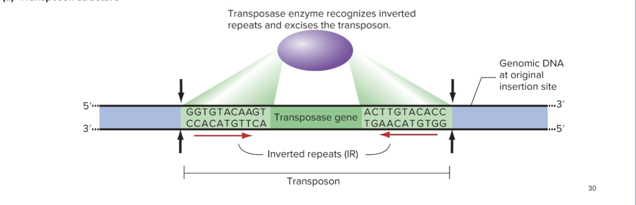 <p>Most have INVERTED REPEATS (IRs)</p><p>→ 10-200bp long at each end</p><p></p><p>and a gene encoding TRANSPOSASE gene, which recognizes the IRs and cuts at the border between IR and genomic DNA</p>