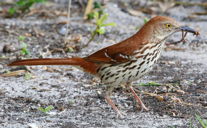 <p>Common name<br>Family</p>