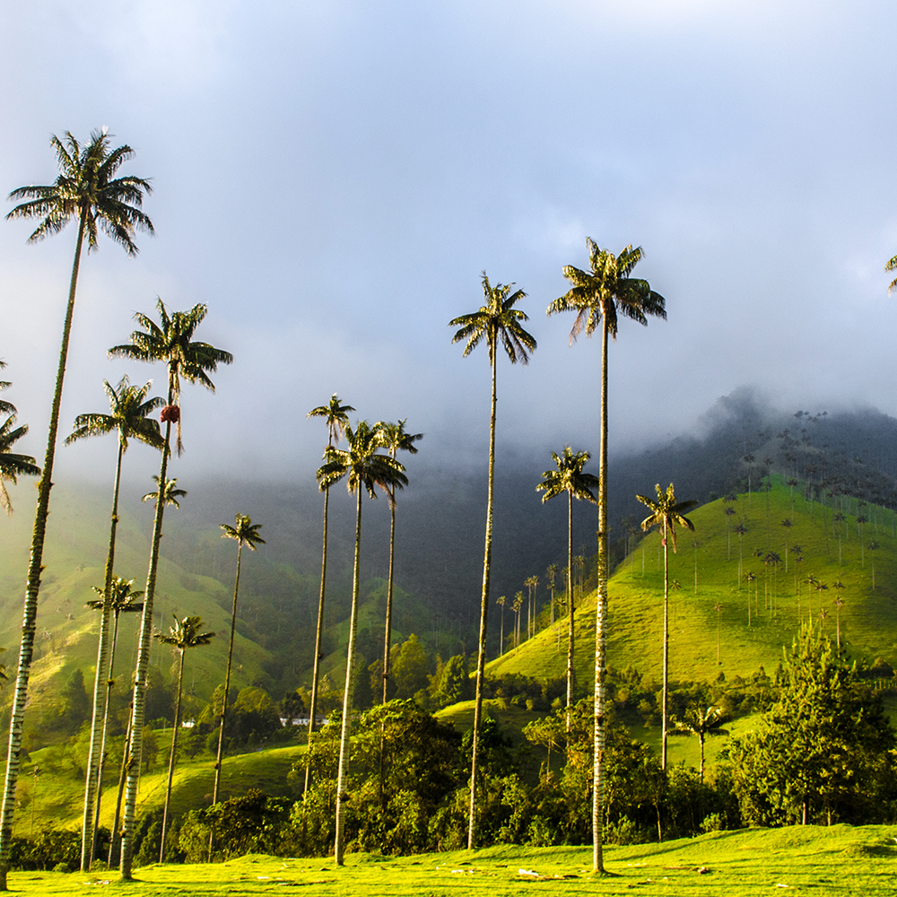 <p>Quindío, Armenia</p>