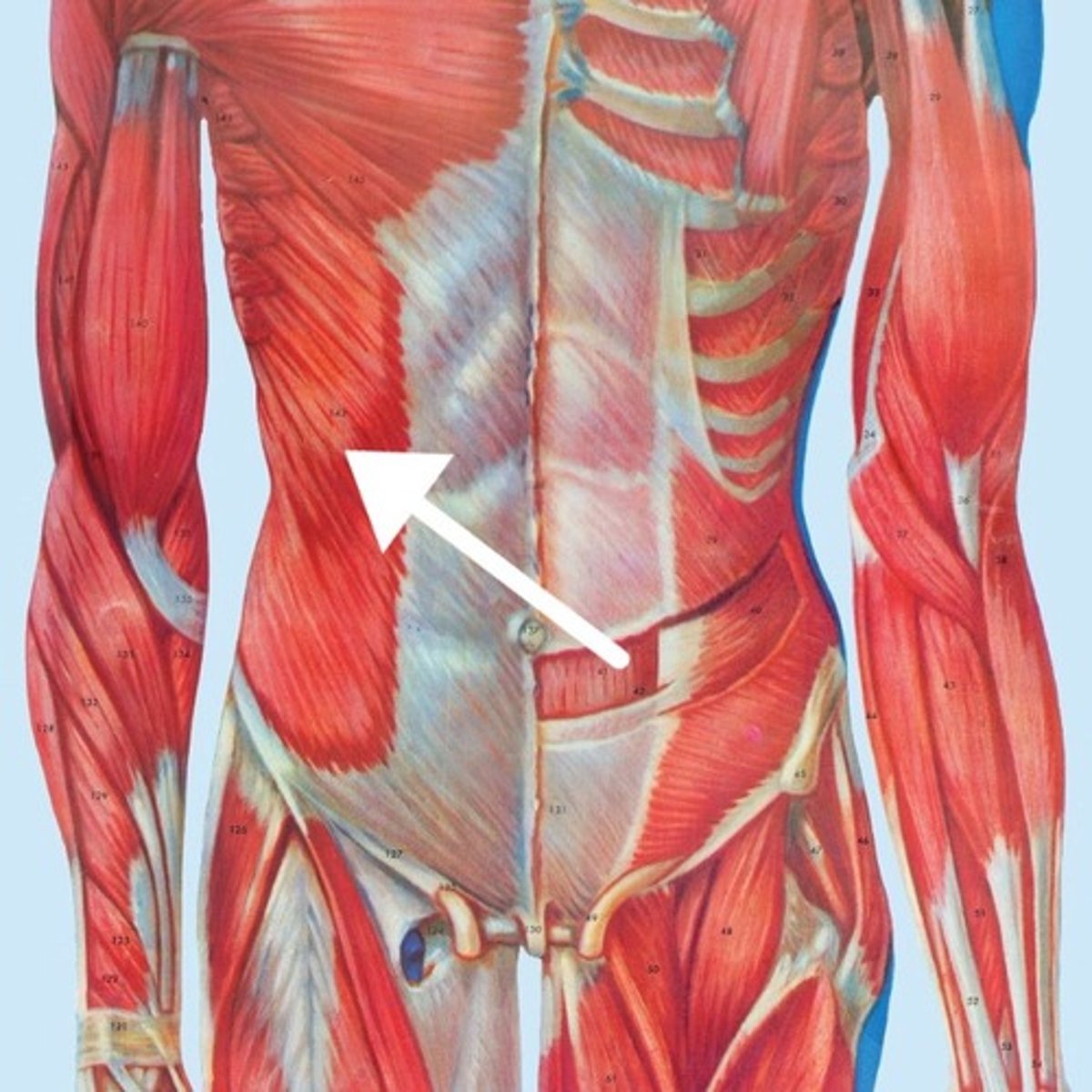 <p>What is this muscle?</p>