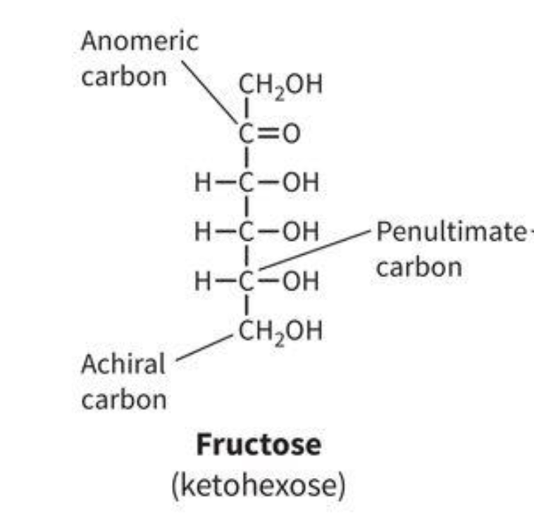 <ul><li><p>Feature of a monosaccharide</p></li><li><p>The farthest carbon away with two hydrogens</p></li></ul><p></p>