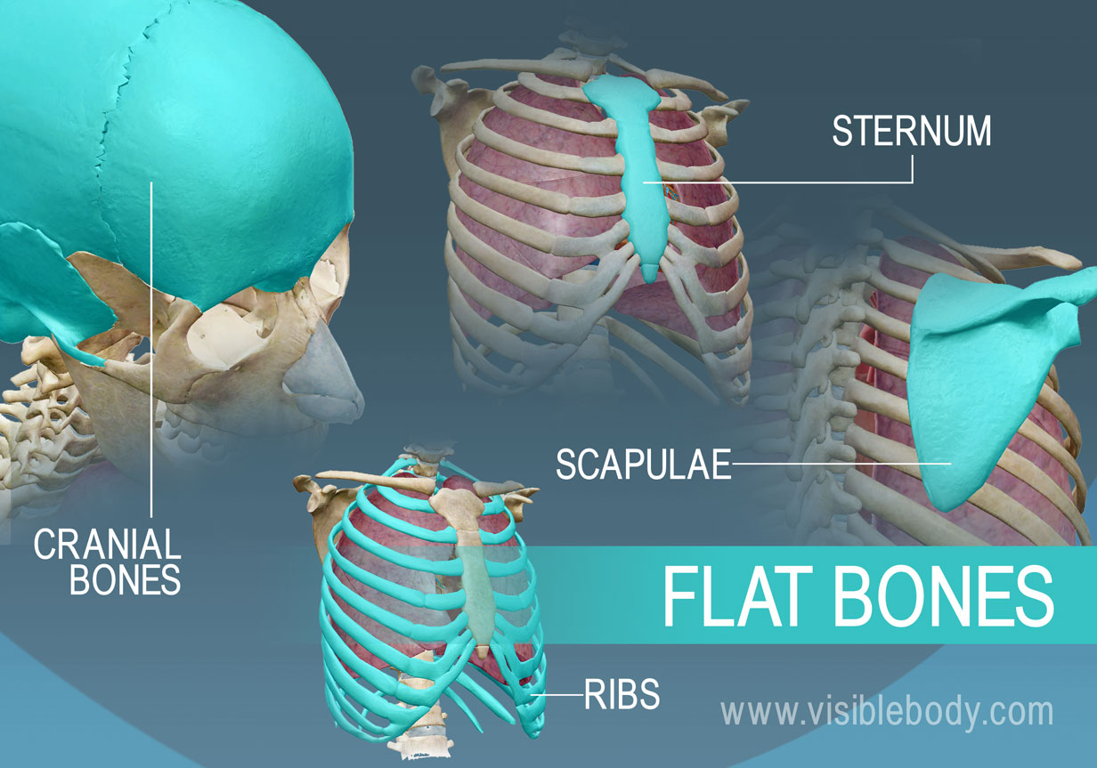 <p>little and flat bones (carpal and tarsals) (ribs, skull, sternum) </p>